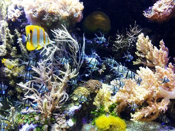 Close-up of fish in sea