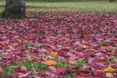 Close-up of autumn leaves on field