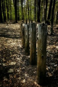 Trees in forest