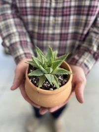 Potted spiral aloe