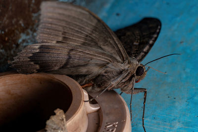 Close-up of butterfly on wood