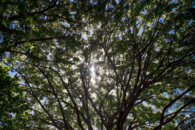 Low angle view of trees