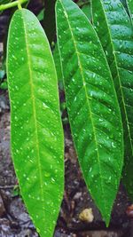 Close-up of wet plant