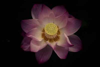 Close-up of pink flower blooming against black background