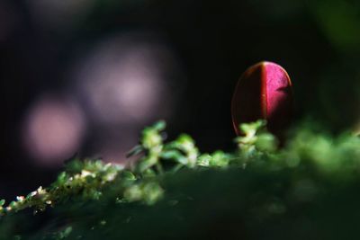 Close up of fresh green leaves