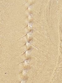 High angle view of starfish on beach