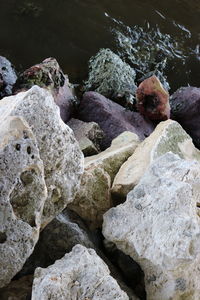 Close-up of crab on pebbles at beach