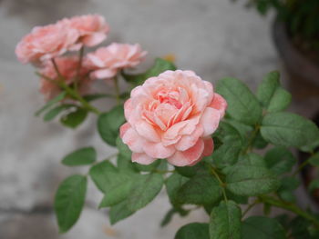 Close-up of pink rose