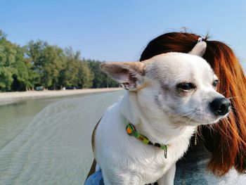 Rear view of woman carrying dog at beach