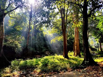 Trees in forest