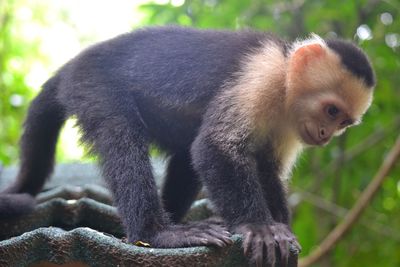 Capuchin monkey sitting on a tree in cahuita national park, costa rica