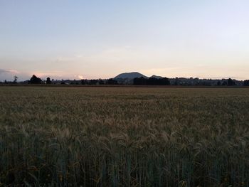 Scenic view of field against sky during sunset