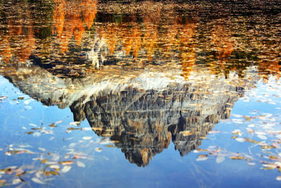 Reflection of trees in water