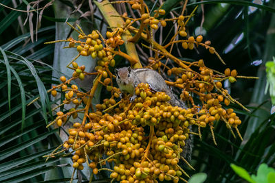 Close-up of squirrel on fruit tree