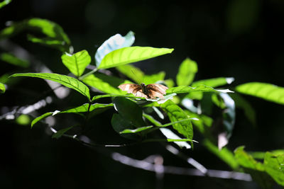 Close-up of insect on plant