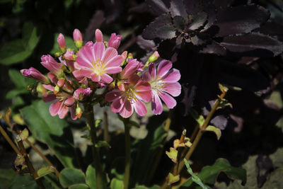 Close-up of pink flowering plant