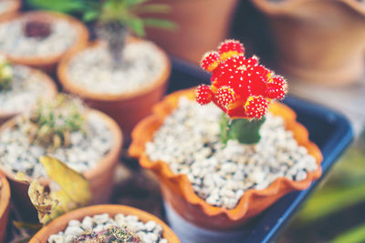 High angle view of fruits on plant