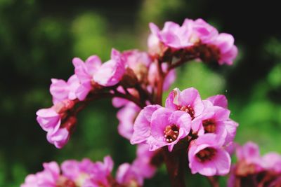 Close-up of pink flowers against blurred background