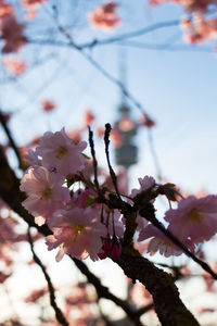 Close-up of cherry blossoms in spring