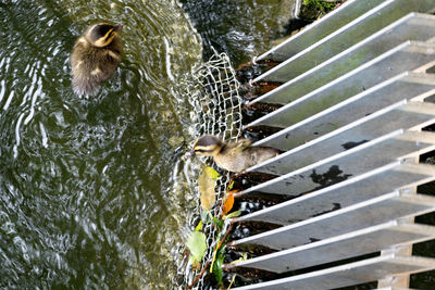 Bird swimming in lake