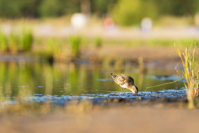 Sandpiper feeds along the shores of baltic sea before autumn migrating to southern