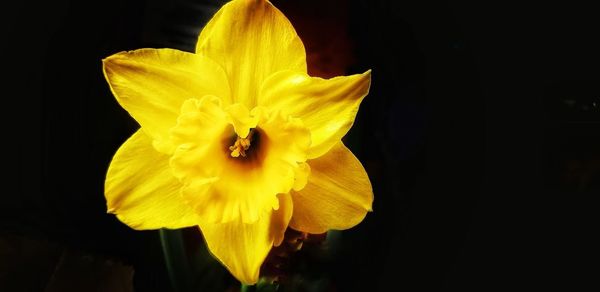 Close-up of yellow flower blooming against black background