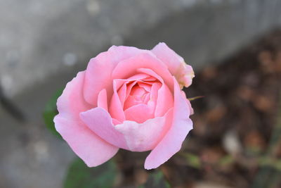 Close-up of pink rose