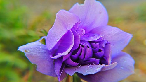 Close-up of purple flower