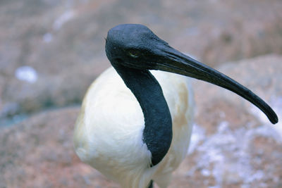 Portrait of black-headed ibis looking away