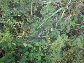 plant