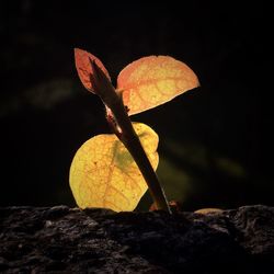 Close-up of autumn leaf