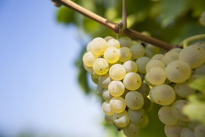 Close-up of grapes in vineyard