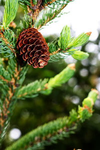 Close-up of pine cone on tree