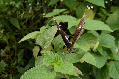 Close-up of insect on plant