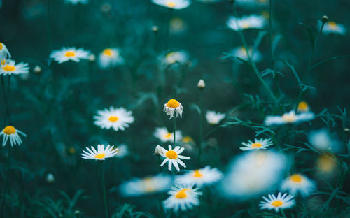 Close-up of yellow flowering plants on field