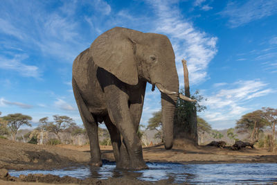 Low angle view of elephant on field against sky