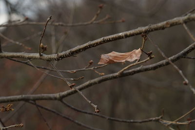 Close-up of plant on branch