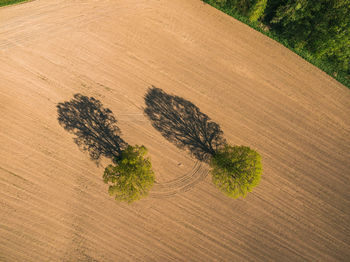 Aerial view of trees on field