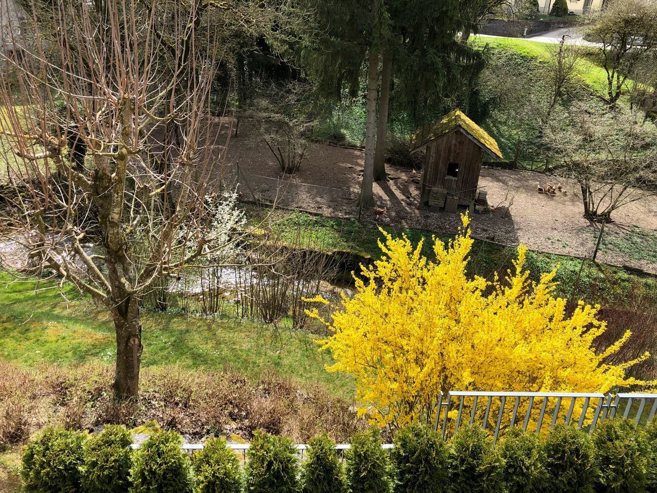 YELLOW FLOWERING PLANTS BY BUILDING