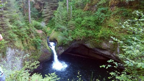 Scenic view of waterfall in forest