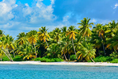 Coconut palm trees at beach against sky