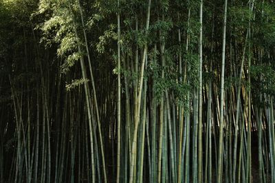 Low angle view of palm trees in forest