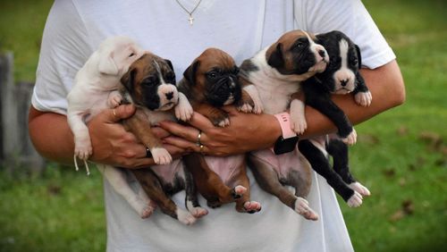 High angle view of puppy holding dogs