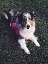 High angle portrait of dog on grass