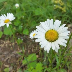 Close-up of daisy flowers blooming in field