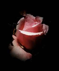 Close-up of rose flower against black background