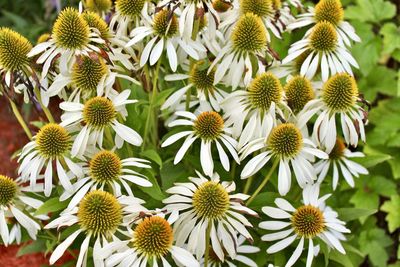 Close-up of white flowering plants