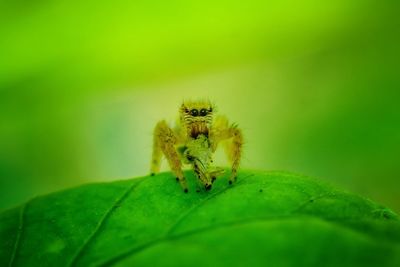 Close-up of spider on leaf