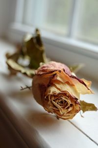 Close-up of dried rose on window sill