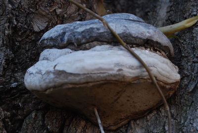 Close-up of bread on tree trunk